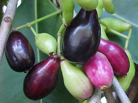 Amazon's choice for jamun fruit. JAVA PLUM #10 / (Kalojaam / Jamun / Jambolan) - a photo on ...