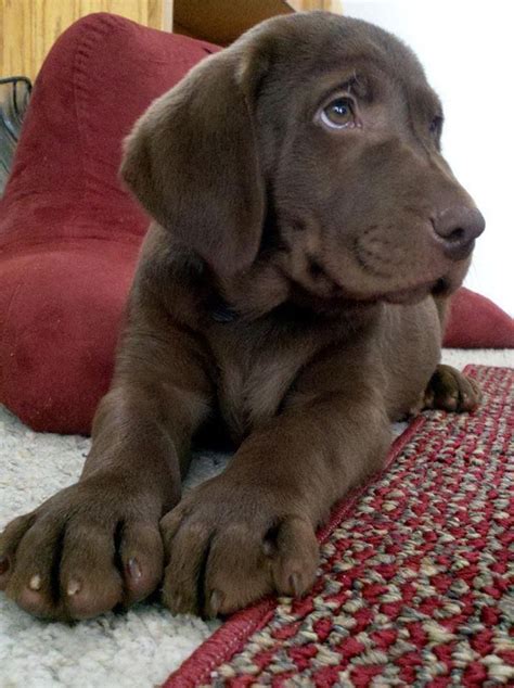 Since these puppies are usually expensive, you want to ensure you get a great. Pin by Linda Acup on Chocolate Labs | Labrador retriever ...