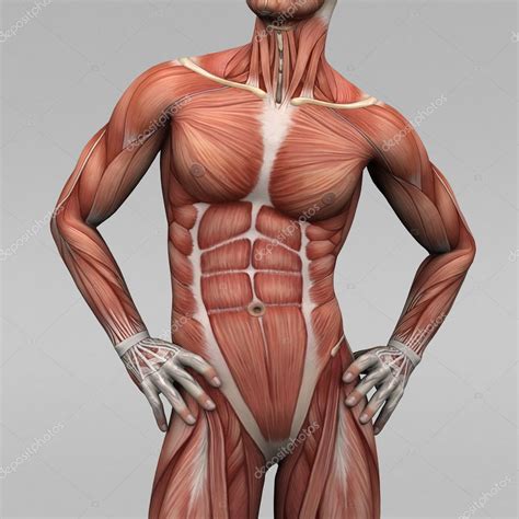The thorax is located in the upper trunk, defined anteriorly by the sternum bone, laterally by the ribs, and later by the spine. Male human anatomy and muscles — Stock Photo ...