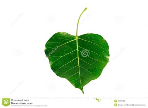 Bodhi or Peepal Leaf stock photo. Image of branch, growth ...