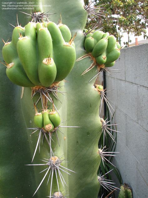 If you're having payment issues please contact us and. PlantFiles Pictures: Baseball Bat Cactus, Caripari ...