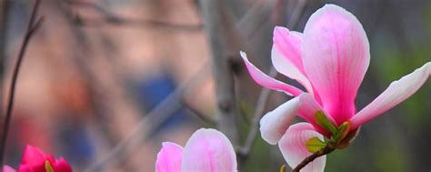 You just need to create the right. Blooming Time of Magnolia in Beijing - The Plant Aide