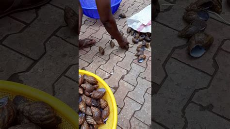 Crushing snail eggs asmr credits to @cutthings1 on tiktok. Snails - YouTube