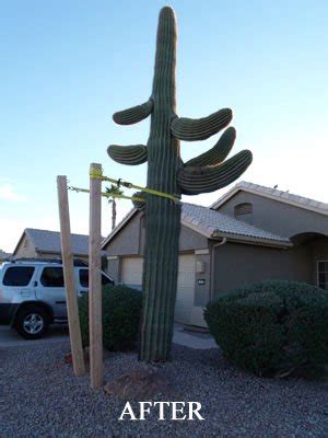 Pachycereus marginatus, marginatocereus marginatus family: Cactus wellness tips in Phoenix Arizona | The Cactus Doctor