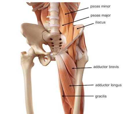 This muscle is located partly on the posterior wall of the pelvis minor and partly posterior to the hip joint. What Muscles Attach Left Hip And Back - How to Treat ...