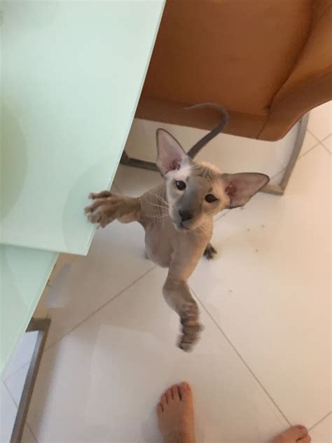If you can't find the stud you need, be sure to check our breeder listings for availability as they don't always advertise their. Pin by Lady Godiva Cattery on Hairless Russian Peterbald ...