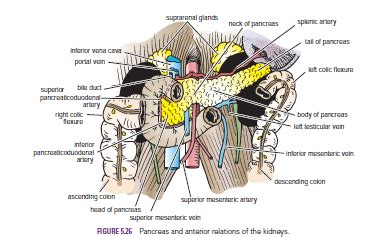 The primary function of the small intestine is to facilitate the breakdown and absorption of nutrients needed by the body. Human Medecine: Duodenum- Duodenal Relations-The first ...