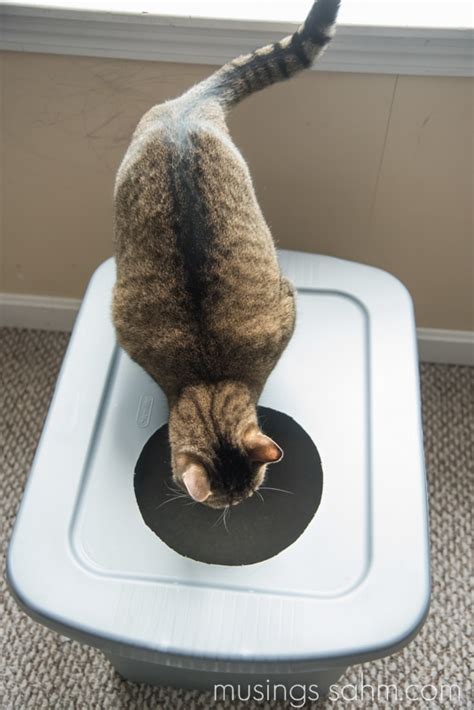 Good cat litter helps keep smells down, clumps well, and is easy to clean. The Original DIY Mess Free Cat Litter Box - Musings From a ...