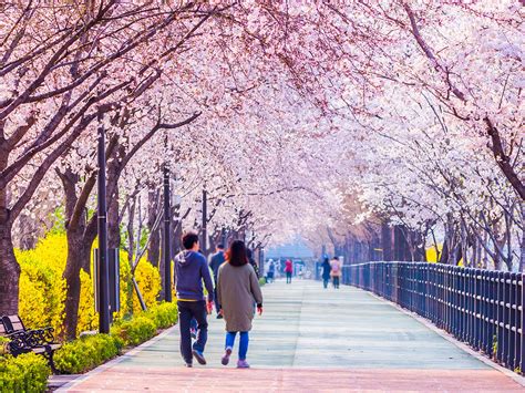 Korea tak seindah poto profil bener gak sih hehehh , ini buktinya korea indah banyak bunga sakura dimana2 kita bisa menjumpai bunga sakura ini setelah musim dingin usai yaitu di bulan april yg tlh mulai musim semi. Inspirasi Honeymoon ke Korea Selatan di Musim Semi