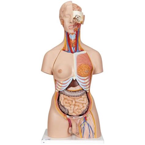 An anatomy study of the torso using polygons on maya. Human Torso Model | Life-Size Torso Model | Anatomical ...