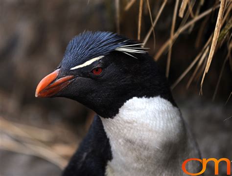 How many species of penguins live in antarctica? December 5, 2008