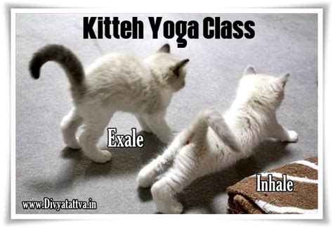 The best memes from instagram, facebook, vine, and twitter about yoga humor. Divyatattva Astrology Free Horoscopes Psychic Tarot Yoga ...