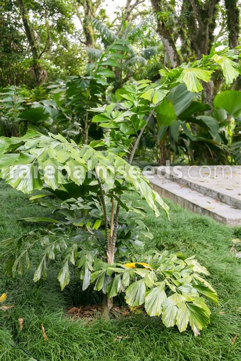 A fishtail braid uses tiny strands of hair and is ideal for weddings, business meetings, or wild nights in the club with your friends. Caryota zebrina - Zebra Fishtail Palm - Buy seeds at ...