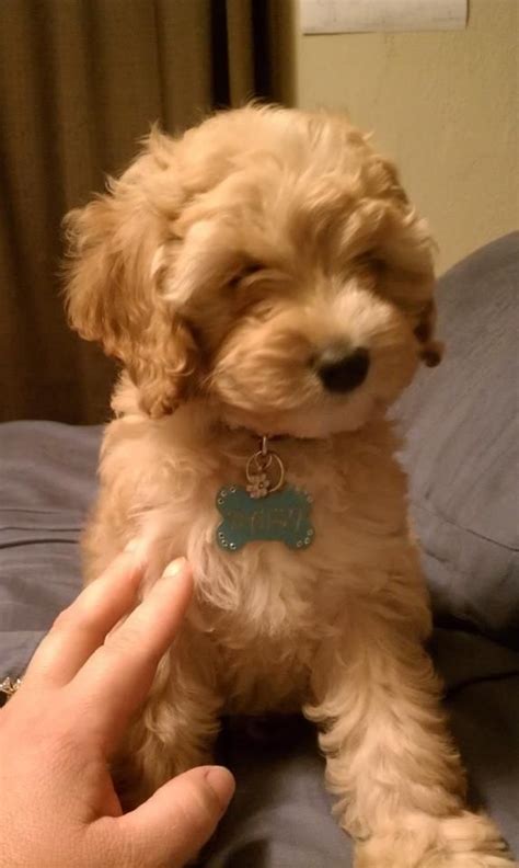 Well you're in luck, because here they come. Available Cavapoo Puppies Wisconsin