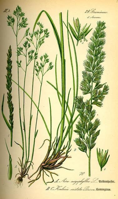From wikipedia, the free encyclopedia. Deschampsia flexuosa, Draht-Schmiele - Saatgut, Samen ...