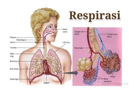 Maybe you would like to learn more about one of these? Pengertian Respirasi, Proses, Anatomi, Manusia dan Tumbuhan