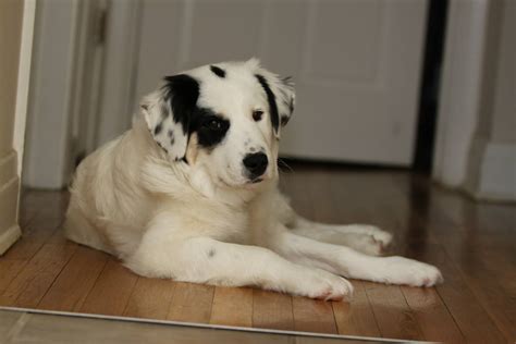 Great pyrenees border collie mix. Meet King. He is a Great Pyrenees and Border Collie mix ...