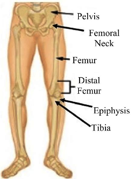 Each bone in your body is made up of three main types of. Brief anatomy of lower body bone structure of human body ...