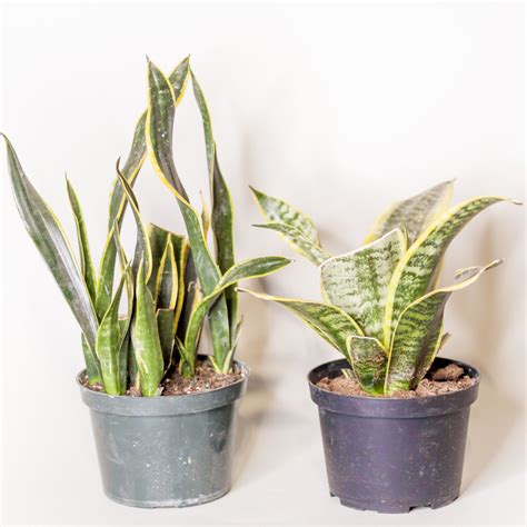 Summer flower 21pcs faux snake plant leaves set,23inch tall fake sansevieria plants outdoor,artificial snake plant leaf,4 sizes for indoor home decor,office,garden,tabletop floor. Snake Plant - Dutch Growers