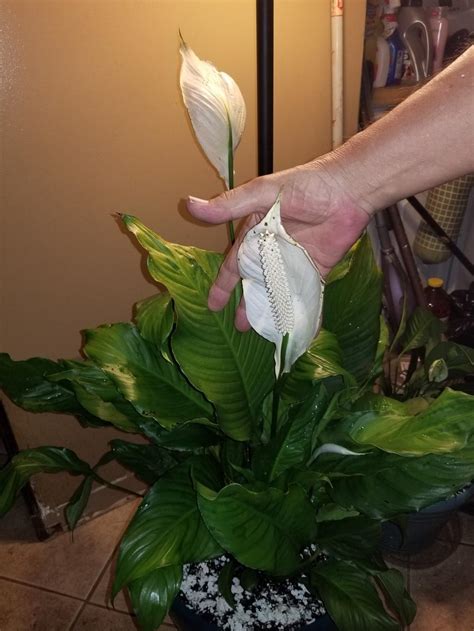 If just one or two leaves are yellow, this is likely due to old age. Ask a Question forum: Overwatered Peace Lily - Garden.org