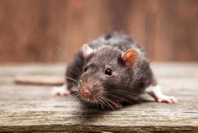 Common problems in a crawlspace. Willard's Pest Control & Removal l Exterminators l Seattle ...