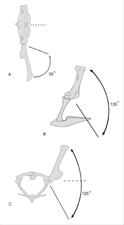 Shoulder anatomy is an elegant piece of machinery having the greatest range of motion of any joint in the body. Reconstructed range of motion of the shoulder joint based on... | Download Scientific Diagram