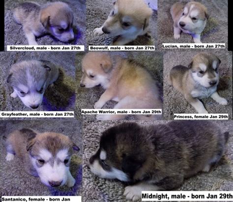 Check out our french bulldog puppies, siberian husky & other breeds. Alaskan Malamute puppy dog for sale in Beckley, West Virginia