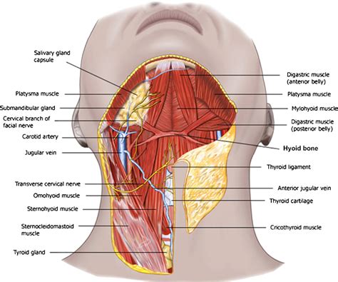 These in humans include part of the esophagus, the larynx, trachea, and thyroid gland, major blood vessels including. Figure 5 from Anatomy and physiology of the aging neck ...
