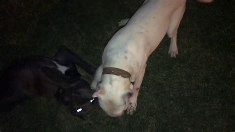 Das gewicht des cane corso liegt in einem bereich von 40 bis 50 kilogramm. Cane Corso vs Dogo Argentino PARKTA OYUN - YouTube