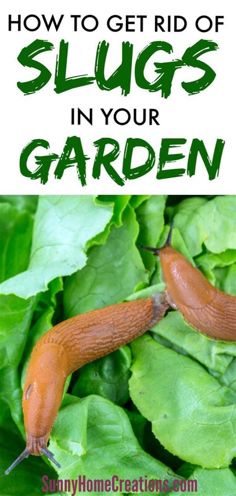 Maybe you would like to learn more about one of these? How to Get Rid of Slugs - Naturally in 2020 | Getting rid ...