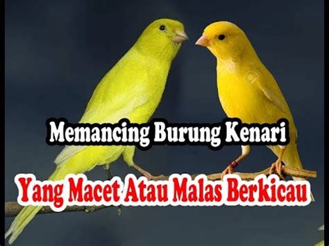 Suara burung betina berisi suara burung kicau betinayangberkualitas untuk pancingan burung muda, terapi macet bunyidanpikat burung kicau jantan. suara burung kenari memanggil betina untuk memancing burung kenari yg malas bunyi - YouTube