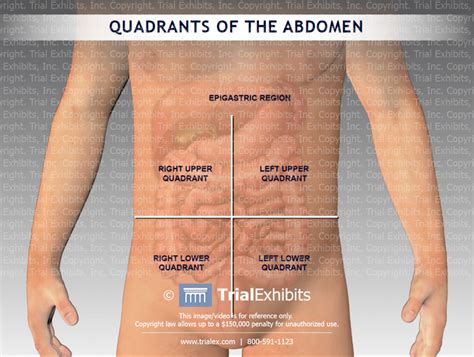 Divided into 4 quadrants by single vertical and horizontal imaginary planes; Anatomical Quadrants / Medical Terminology Part 4_Human ...