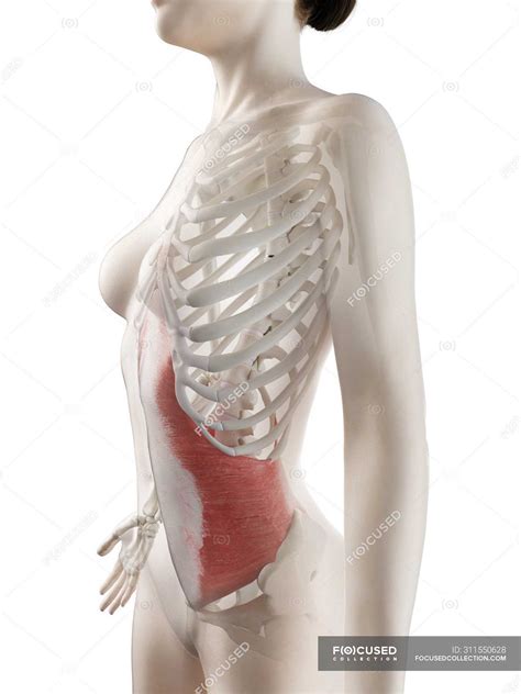 View, isolate, and learn human anatomy structures with zygote body. Diagram Of Muscles In Female Body : Female Body Shape ...