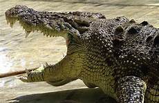 crocodiles crocodile croc immune strongest climate explanation adaptations scitechdaily