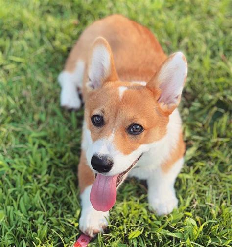 Usually, the average cost of purchasing a pet quality puppy from a reputable breeder is about $1,000 to $2,000. Welsh Corgi puppies for sale | Flake Ads, Free Ads, United ...