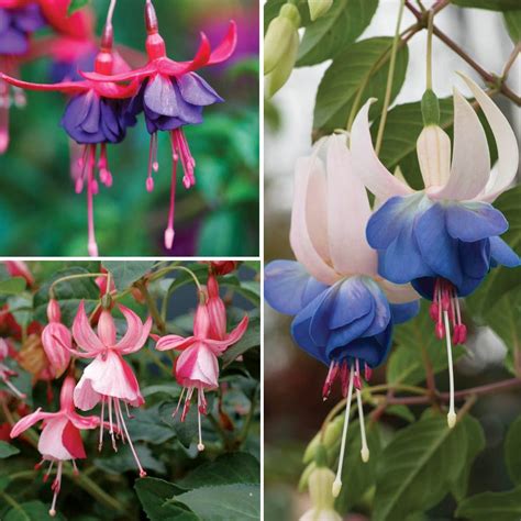 It's well suited to growing in a mixed herbaceous border as well as containers. Flowering Period:June, July, August, September Fushia ...