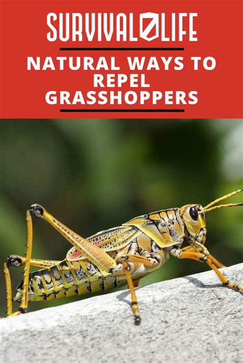 Maybe you would like to learn more about one of these? Repel Grasshoppers | Simple and Natural Methods | Survival ...