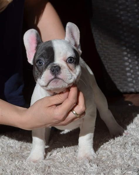 French bulldogs for sale near johnson city tn. Lydia in 2020 (With images) | Puppies, Puppy finder, Puppy ...
