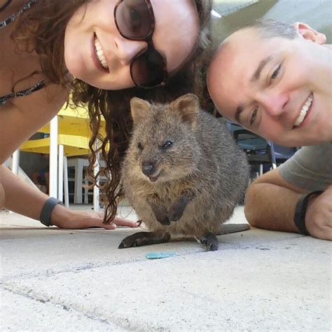 They have been described as the 'world's happiest animal' and a photo of a quokka snapping a selfie has proven why. Quokka Selfie Trend Has People Posing with Adorable ...