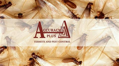 Instead, we use infrared technology to inspect and find the exact location of the termites. Accuracy Plus locally owned and operated for 23 years ...
