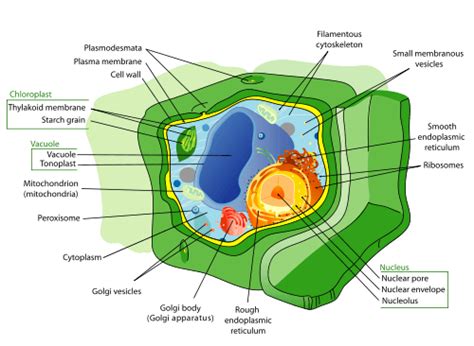 Almost all animal cells have them, as do almost all plant and fungal cells. Plant Cell vs Animal Cell - Difference and Comparison | Diffen