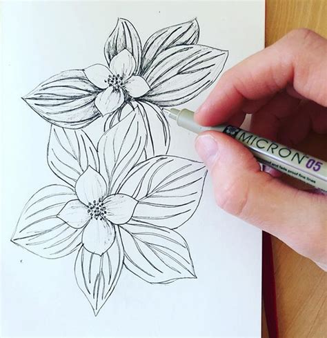 Bunchberry Dogwood - Laura K Maxwell's sketchbook. Hand-drawn flowers ...
