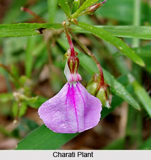 Flowering plants names in india. Charati, Indian Medicinal Plant