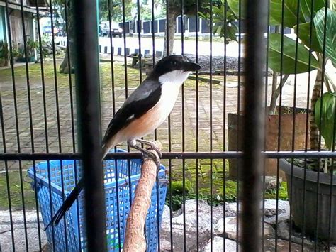 Burung cendet biasanya mempunyai karakter yang galak dan agresif. Cara Merawat Cendet Madura