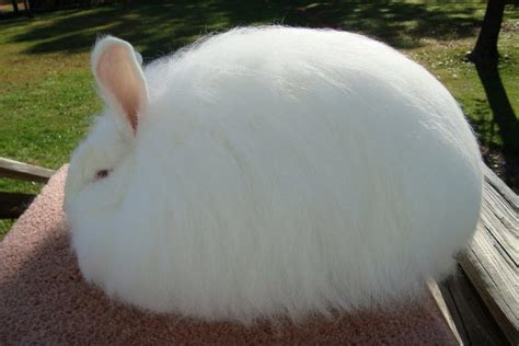 Fur on body is dense and of medium length fur two to three inches long froms a mane around rabbits with both lopped and upright ears are being developed at the time of this writing but only one or the other is likely to be accepted by professional breeders associations. Giant Angora Rabbit, a type of long haired rabbit ...