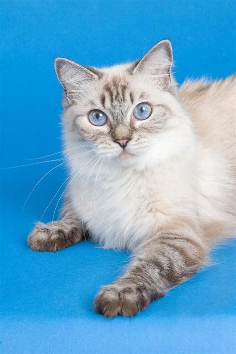 Find a ragdoll kittens on gumtree, the #1 site for cats & kittens for sale classifieds ads in the uk. Ragdoll Cat Photos to Make You Need a Huggable Kitty ...