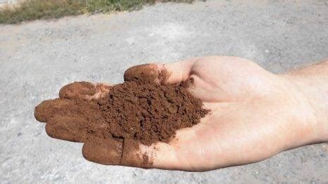Perhaps we should point out that blood fish bone meal is a general feed for shrubs, trees. Blood meal fertilizer: description of how to apply ...