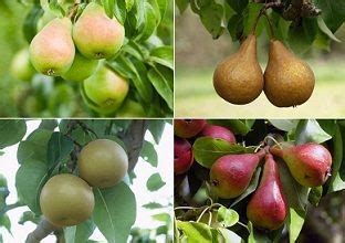 Breaking the law to help urban trees bear fruit. Types of Pear Trees You Didn't Know Of and Tips to Grow ...