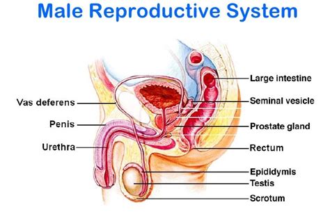 The male reproductive system consists of the penis, testes, epididymis, ejaculatory ducts, prostate, and accessory glands. What Are The Main Parts Of The Human Male Reproductive System?