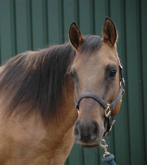 In nature, you have to be one color scheme or the other. SPOED!! 3 jarige Mooie Half Quarter Horse | Bokt.nl